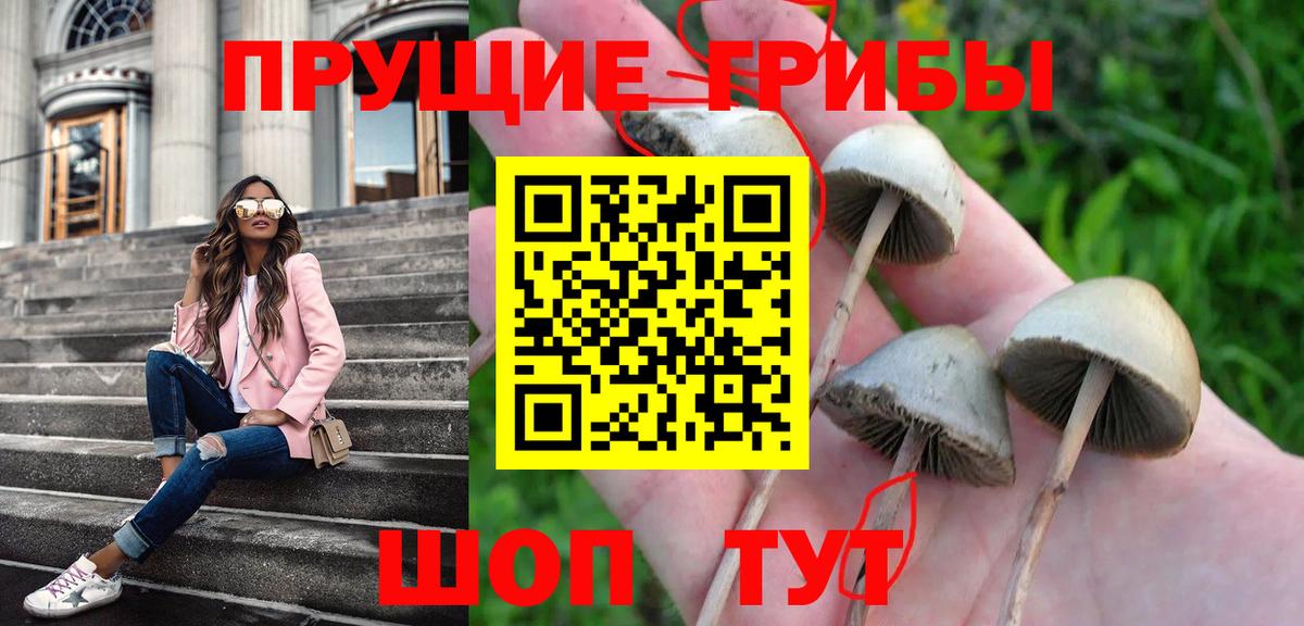 Галлюциногенные грибы GOLDEN TEACHER  Вход с VPN  Гатчина  Псилоцибиновые грибы Psilocybe 